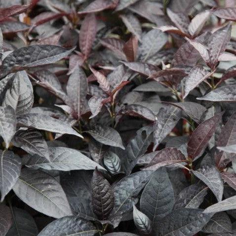 Eranthemum nigrum,Black Kodia - Kadiyam Nursery