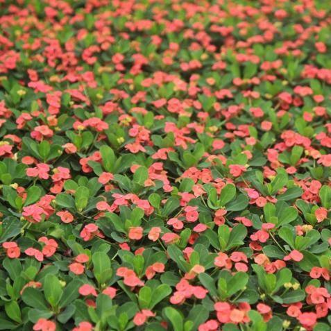 Euphorbia milli speciosa rubra,Crown Of Thorns - Red - Kadiyam Nursery