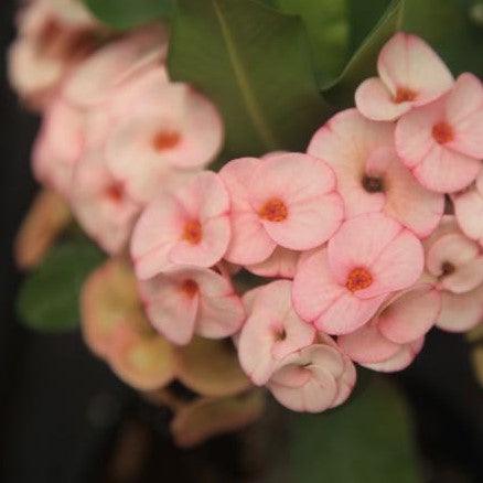 Euphorbia milli thai hybrid blush,Euphorbia Thai Hybrid Blush, Kiss Me Quick Hybrid - Kadiyam Nursery