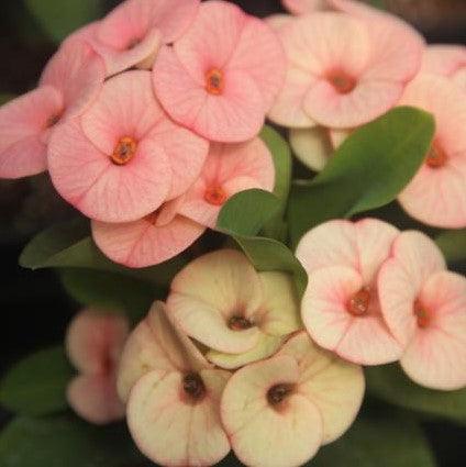 Euphorbia milli thai hybrid candy,Euphorbia Milli Hybrid Candy - Kadiyam Nursery