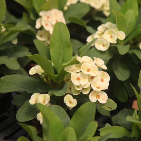 Euphorbia milli thai hybrid don,Euphorbia Milli Hybrid Don - Kadiyam Nursery