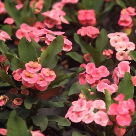 Euphorbia milli thai hybrid mong rasai,Euphorbia Thai Hybrid Mong Rasai - Kadiyam Nursery