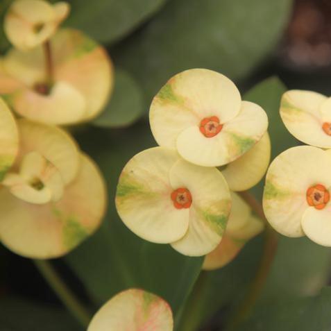 Euphorbia milli thai hybrid one chonok,Euphorbia Thai Hybrid One Chonok - Kadiyam Nursery