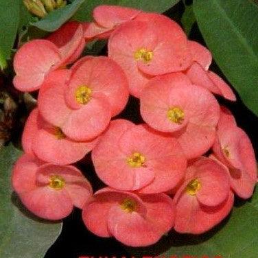 Euphorbia milli thai hybrid orange - Kadiyam Nursery