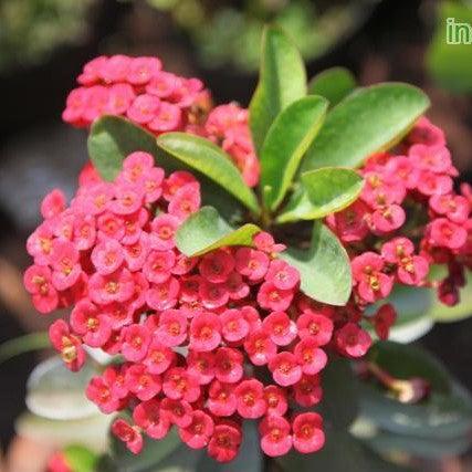 Euphorbia milli thai hybrid pink compacta,Euphorbia Pink Compacta - Kadiyam Nursery