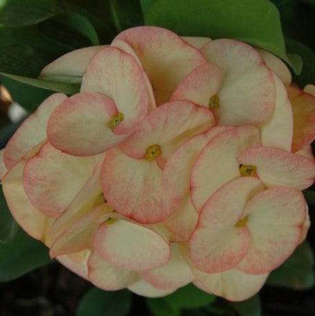 Euphorbia milli thai hybrid,Crown Of Thorns New Hybrids - Kadiyam Nursery