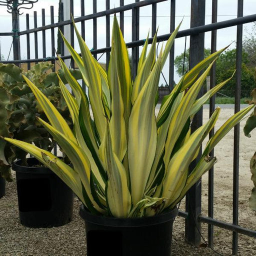 False Agave(Furcraea foetida) plant - Kadiyam Nursery