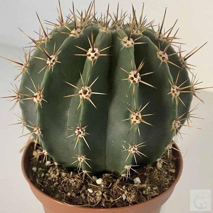 Ferocactus - Kadiyam Nursery