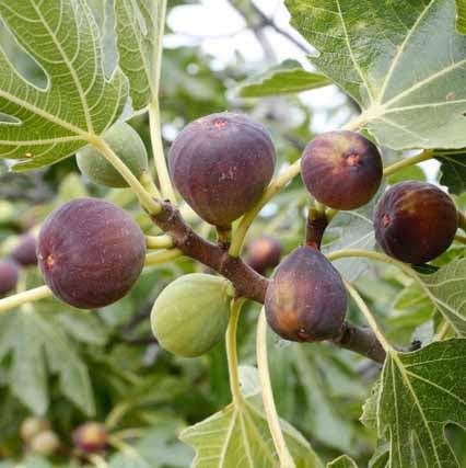 Fig Fruit Dwarf Plant ficus carica Turkey Brown 1 Helathy Live Layering Plant - Kadiyam Nursery