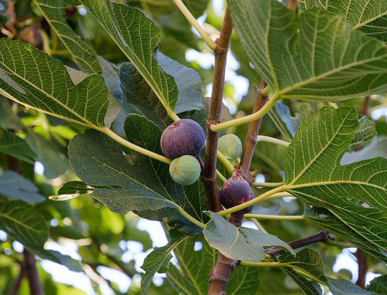 Fig Fruit Dwarf Plant ficus carica Turkey Brown 1 Helathy Live Layering Plant - Kadiyam Nursery