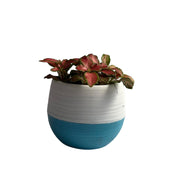 Fittonia Pink Anne Star Plant  (Hybrid, Pack of 1) - Kadiyam Nursery