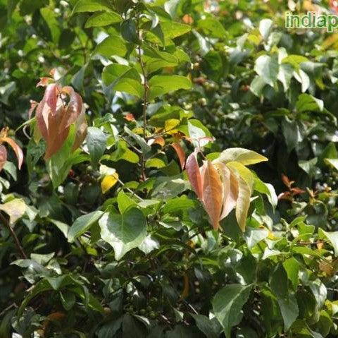 Flacourtia inermis lovi lovi,Lovi - Lovi, Tomi - Tomi - Kadiyam Nursery