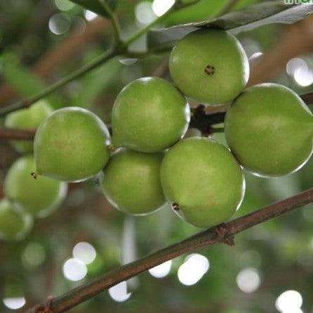 Garcinia dulcis, Xanthochymus tinctoria,Gourka, Mundu - Kadiyam Nursery