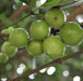 Garcinia dulcis, Xanthochymus tinctoria,Gourka, Mundu - Kadiyam Nursery