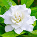 Gardenia, Ananta - Plant - Kadiyam Nursery