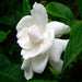 Gardenia, Ananta - Plant - Kadiyam Nursery