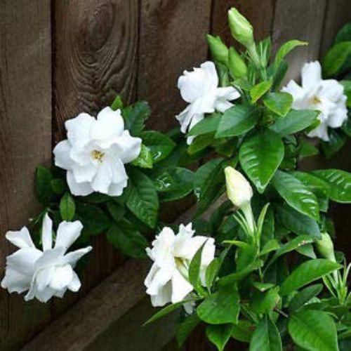 Gardenia, Ananta - Plant - Kadiyam Nursery