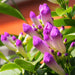 Garlic Creeper, Mansoa Alliacea - Plant Rangoon Creeper Burma Creeper Chinese honeysuckle Combretum Indicum Plants - Kadiyam Nursery