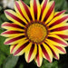 Gazania rigens nanus,Dwarf Gazania - Kadiyam Nursery