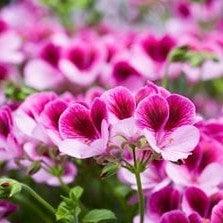 Geranium Plant - Kadiyam Nursery