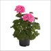 Geranium Plant - Kadiyam Nursery