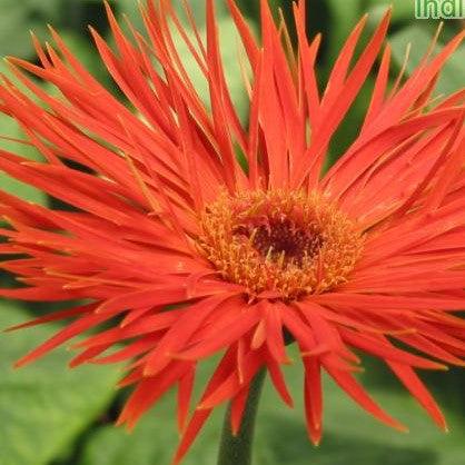 Gerbera jamesonii dwarf spider hybrids,Gerbera Pot Plant Spider Variety - Kadiyam Nursery