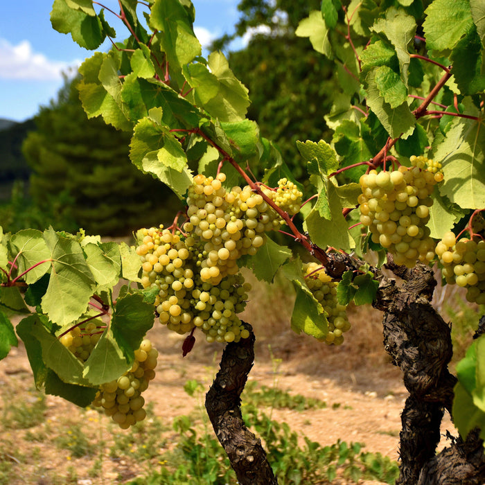 Get Huge Savings on Grapes Fruit Plants - Now! - Kadiyam Nursery