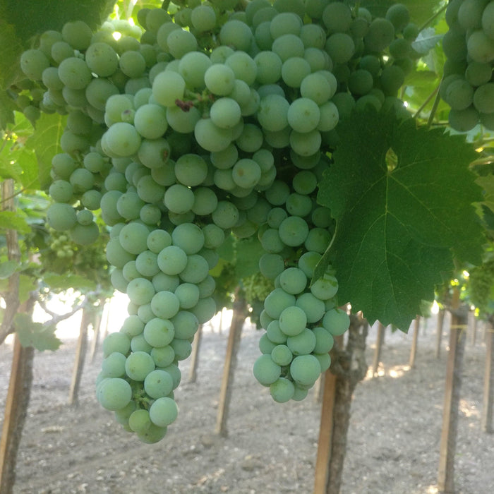 Get Huge Savings on Grapes Fruit Plants - Now! - Kadiyam Nursery