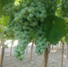 Get Huge Savings on Grapes Fruit Plants - Now! - Kadiyam Nursery