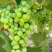 Get Huge Savings on Grapes Fruit Plants - Now! - Kadiyam Nursery