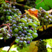 Get Huge Savings on Grapes Fruit Plants - Now! - Kadiyam Nursery