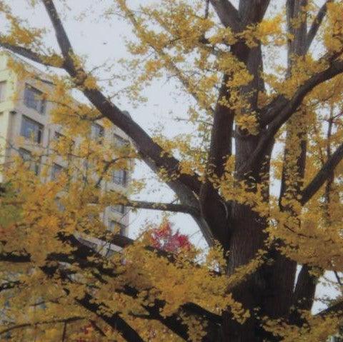 Ginkgo biloba,Maidenhair Tree - Kadiyam Nursery