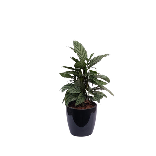 Goeppertia Louisae indoor plant - Kadiyam Nursery