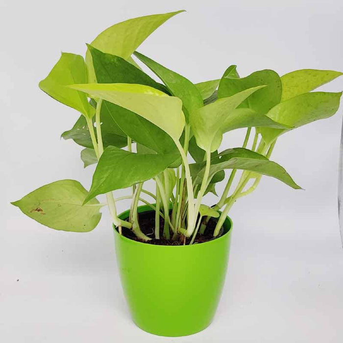 Golden Money Plant, Epipremnum aureum goldii - Kadiyam Nursery