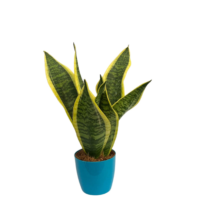 Golden Sansevieria trifasciata, Snake Plant (var. laurentii) - Plant - Kadiyam Nursery