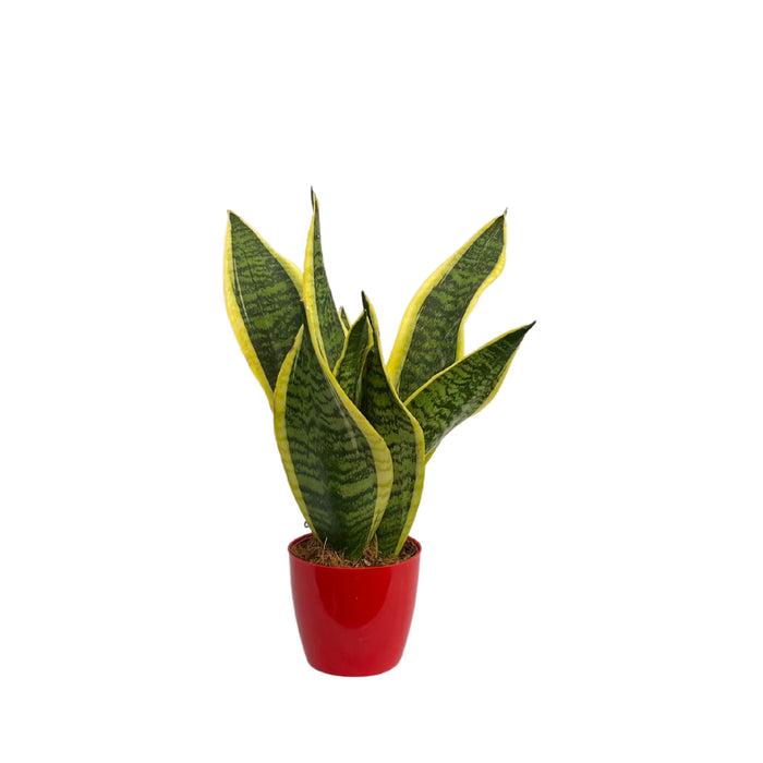 Golden Sansevieria trifasciata, Snake Plant (var. laurentii) - Plant - Kadiyam Nursery