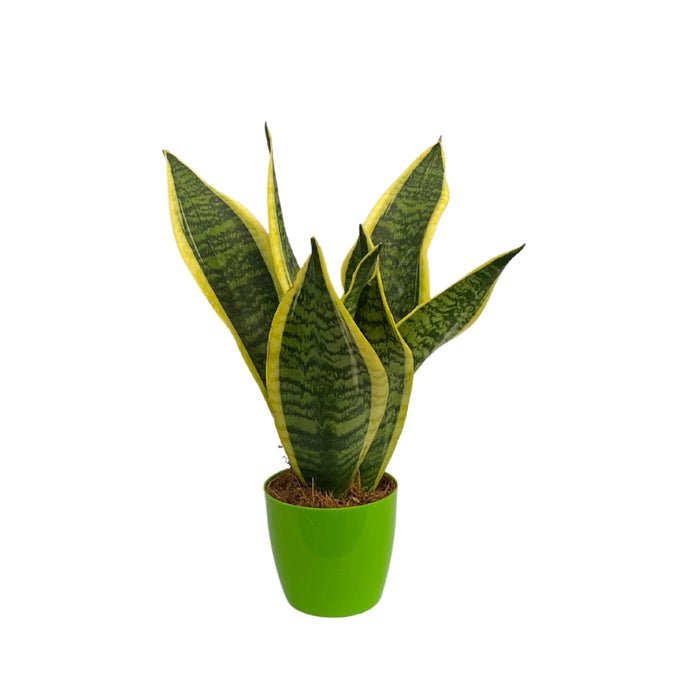 Golden Sansevieria trifasciata, Snake Plant (var. laurentii) - Plant - Kadiyam Nursery