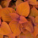 Green Coleus Ornamental Plant With Pot ,Coleus Sundark Chocolet plant - Kadiyam Nursery