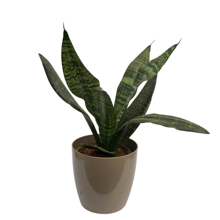 Green Sansevieria trifasciata, Snake Plant (var. laurentii) - Plant - Kadiyam Nursery