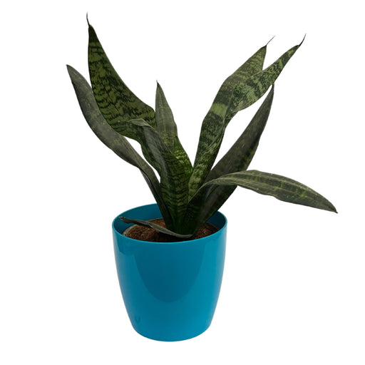 Green Sansevieria trifasciata, Snake Plant (var. laurentii) - Plant - Kadiyam Nursery