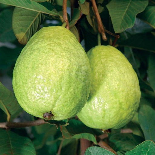 Guava KG Big size Amrood Variety Fruit (Air layered/Grafted) Live Plants - Kadiyam Nursery