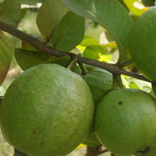 Guava KG Big size Amrood Variety Fruit (Air layered/Grafted) Live Plants - Kadiyam Nursery