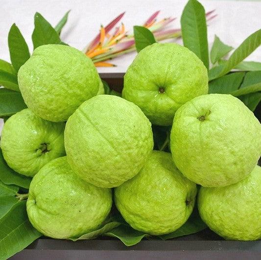 Guava Taiwan Pink Amrood Variety Fruit (Air layered/Grafted) Live Plants & Tree - Kadiyam Nursery