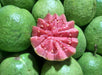 Guava Taiwan Pink Amrood Variety Fruit (Air layered/Grafted) Live Plants & Tree - Kadiyam Nursery