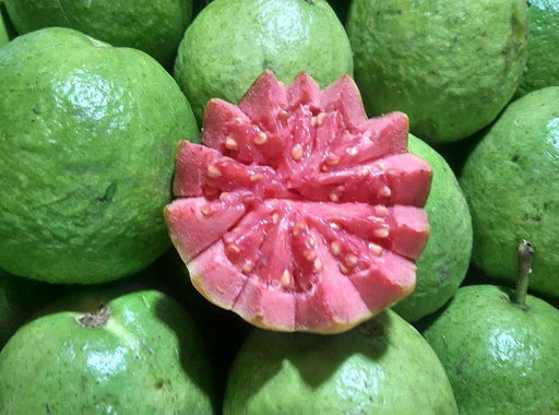 Guava Taiwan Pink Amrood Variety Fruit (Air layered/Grafted) Live Plants & Tree - Kadiyam Nursery