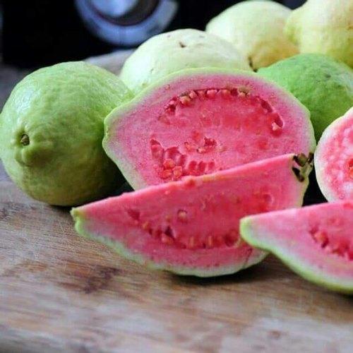 Guava Taiwan Pink Amrood Variety Fruit (Air layered/Grafted) Live Plants & Tree - Kadiyam Nursery