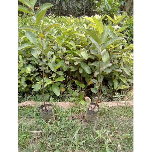 Guava/Amrud Sardar L49 Fruit Plant - Healthy Live Plant Outdoor Plant - Kadiyam Nursery