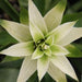 Guzmania bolero,Guzmania, Stars Of The Amazon - Kadiyam Nursery