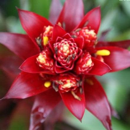 Guzmania claret,Guzmania Claret - Kadiyam Nursery