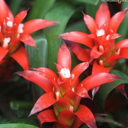 Guzmania fiesta,Guzmania Fiesta - Kadiyam Nursery